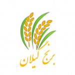 برنج __گیلان