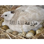 مزرعهAbolfazl