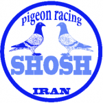 pigeons.shosh