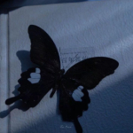 Black butterfly