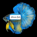 Abnos fish