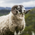 sheep_farming