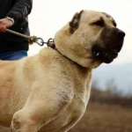 KANGAL