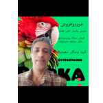 سعیدربکا