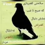 گرگ تنها