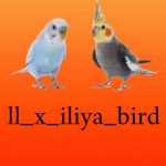 ll_x_iliya_bird