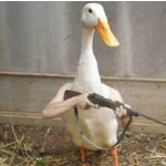 Gang duck