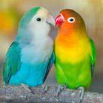 nice__parrot