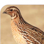 Darush1392quail