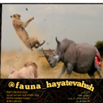 fauna_hayatevahsh