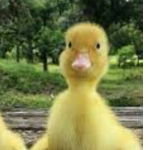 Duck117