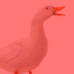 red_duck