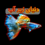 ☆دنیای زیر آب☆