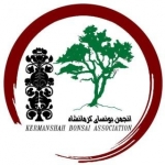 انجمن بونسای کرمانشاه