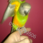 Shiraz.Parrot