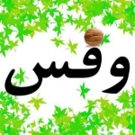 وفس