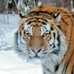 SIBERIANtiger