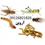 میل ورم Mealworm