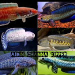 Aidin channa kipper