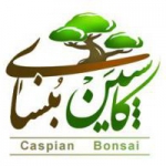 Caspian Bonsai