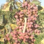 روستای نریمانی