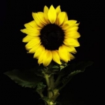 انجمن دوبلاژ SunFlower