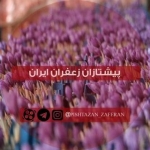 پیشتازان زعفران ایران