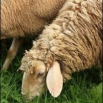 بازار گوسفند ( خرید گوسفند زنده )