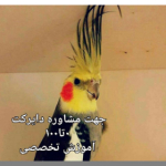 Irancockatiels