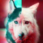 Dog.wolf