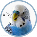 مرغ عشق دانا