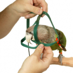 parrotalizadeh