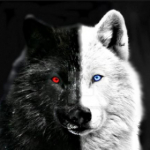 Black wolf