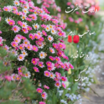 خنده دارترین