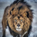 Barbary Lion King