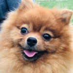 Voodi_pomeranian