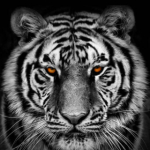 Tiger Tarfand