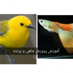آموزش پرورش ماهی و پرنده