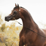 IRAN ARABIAN HORSE