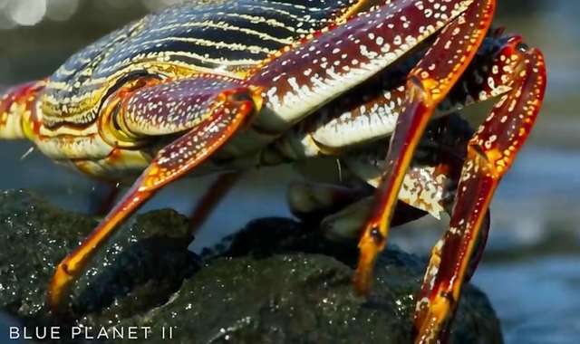 دنیای حیوانات - مبارزه خرچنگ و مارماهی و اختاپوس - Crab vs Eel vs Octopus