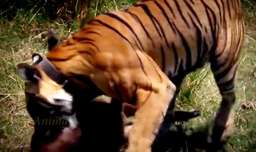 نبرد شیر و ببر - 2 ابرقدرت گربه سانان و درندگان