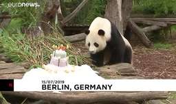 پاندای ۱۱۰ کیلویی باغ وحش برلین تولدش را جشن گرفت