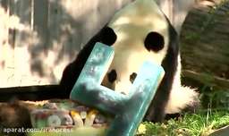 گرفتن تولد ۴ سالگی برای پاندا در باغ وحش واشنگتن