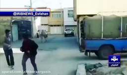 مرگ گاو وحشی فراری با گلوله در شهرضا اصفهان