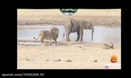 حمله شیرها به یک فیل جوان / کلیپ نبرد دیدنی حیوانات / جنگ حیوانات وحشی