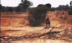 فیل در مقابل شیر حیات وحش | حیوانات وحشی | آفریقای وحشی | گلوب وحشی