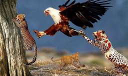 مستند حیات وحش - عقاب و بچه یوزپلنگ - شکار حیوانات
