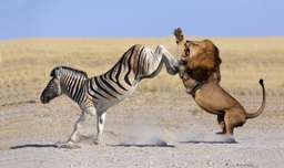 جنگ و نبرد شیر و گورخر در حیات وحش - ضربه گورخر به شیر - نبرد حیوانات