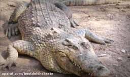 جنگ حیوانات وحشی | تمساح طعمه های بابون را در مقابل مادرش شکار می کند و می خورد