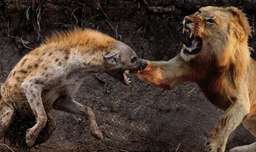 حماسی ترین نبرد حیوانات وحشی | نبرد شیر و کفتار